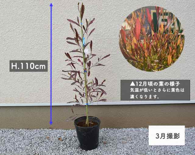 ドドナエア 約1cm 人気 プルプレア オージープランツ おしゃれ 鉢植え 紅葉 植木 苗 苗木 シンボルツリー 目隠し 庭木 和風 洋風 ガーの通販はau Pay マーケット Kimidori Farm