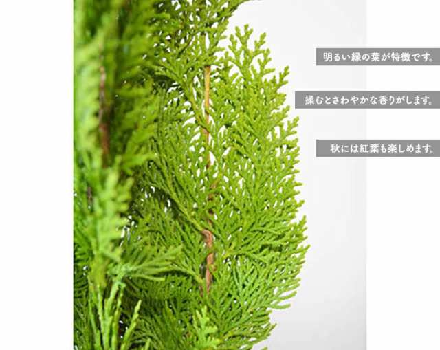 コニファー エレガンテシマ 1cm 約cmポット 3本セット 苗 生垣 フェンス 目隠し 隣家 ガーデン 植木 鉢植え 庭木 シンボルツリー ガの通販はau Pay マーケット 樹緑 Kimidori