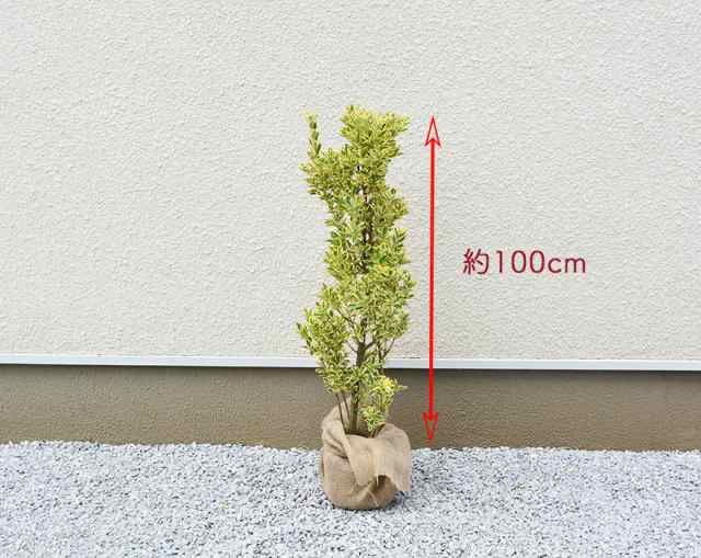 フイリマサキ 約100cm 約18センチポット 1本 斑入り まさき シンボルツリー 植木 庭木 花を楽しむ 鉢植え 生垣 フェンス 目隠し 隣家 常の通販はau Pay マーケット 樹緑 Kimidori