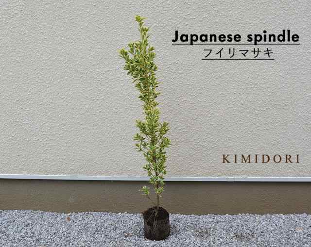 フイリマサキ 約100 1cm 1本 斑入り まさき シンボルツリー 植木 庭木 花を楽しむ 鉢植え 生垣 フェンス 目隠し 隣家 常葉樹 常緑樹 の通販はau Pay マーケット Kimidori Farm