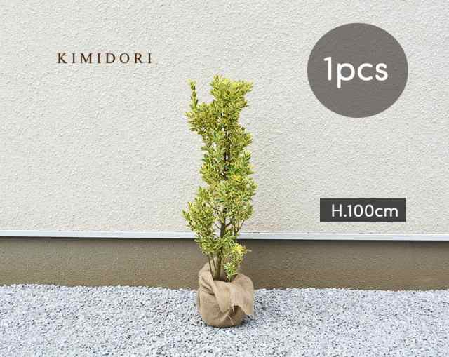 フイリマサキ 約100cm 約18センチポット 1本 斑入り まさき シンボルツリー 植木 庭木 花を楽しむ 鉢植え 生垣 フェンス 目隠し 隣家 常の通販はau Pay マーケット 樹緑 Kimidori