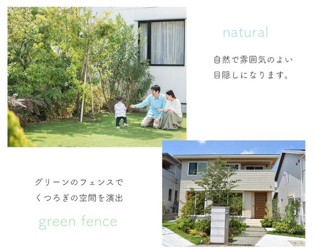 グレビレア バークレア バークリアナ オージープランツ おしゃれ 植木 観葉植物 庭木 寄せ植え 花壇 鉢植え シンボルツリー 玄関 インテの通販はau Pay マーケット Kimidori Farm