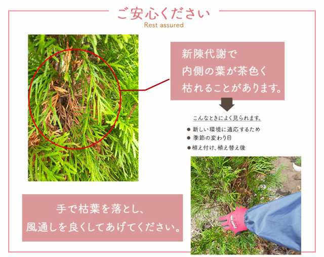 コニファー ヨーロッパゴールド 1cm 約cmポット 10本セット 苗 生垣 フェンス 目隠し 隣家 ガーデン 植木 種類 鉢植え 庭木 シンボルの通販はau Pay マーケット 樹緑 Kimidori