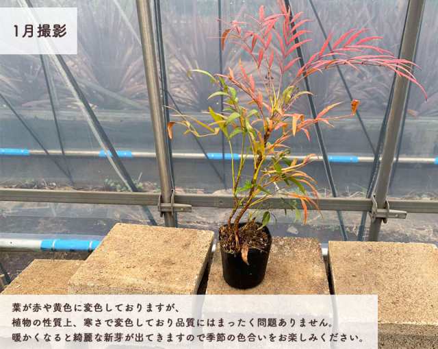 マホニアコンフューサ 約30cm 10個セット 低木 おしゃれ ガーデニング 植木 庭木 苗 苗木 観葉植物 ヒイラギナンテン 細葉マホニアコンの通販はau Pay マーケット 樹緑 Kimidori