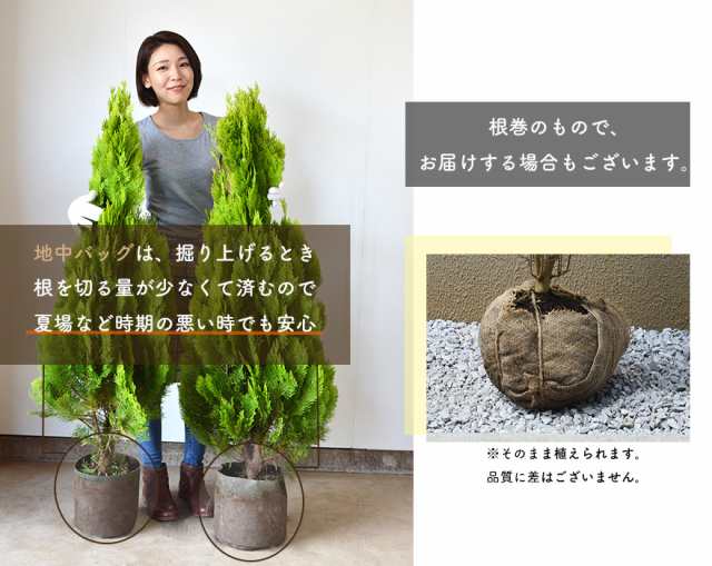 シラカシ 約1cm 常緑 植木 庭木 シンボルツリー 白樫 カシの木 どんぐり 庭植え 目隠し ガーデニング 植物 生垣 の通販はau Pay マーケット 樹緑 Kimidori