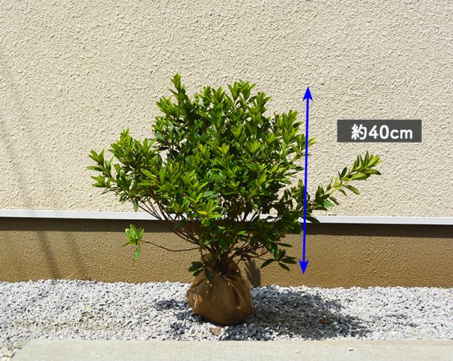 オオムラサキ ツツジ 約40cm 5本セット 苗 低木 生垣 和風 園芸 丈夫 花 ガーデニング 庭植え つつじ 紫 クリスマス の通販はau Pay マーケット 樹緑 Kimidori