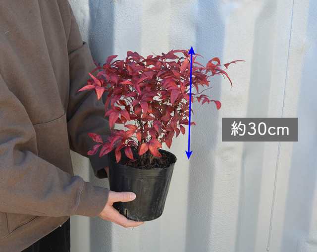 オタフクナンテン 南天 低木 ギフト 紅葉 和モダン 寄せ植え 樹高 約30cm 苗 植木 庭木 ガーデニング 縁起 贈り物 花壇 エクステリア 福 の通販はau Pay マーケット 樹緑 Kimidori