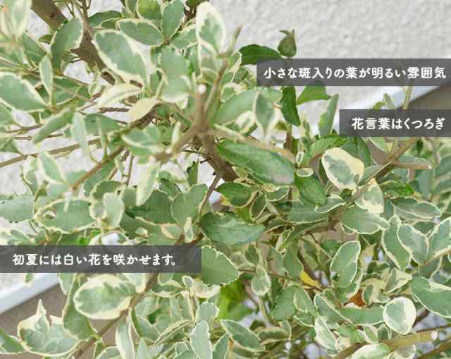 シルバープリペット 約100cm 1本 プリペット おしゃれ 鉢植え 植木 苗 苗木 シンボルツリー 生垣 フェンス 目隠し 隣家 庭木 ガーデニンの通販はau Pay マーケット 樹緑 Kimidori