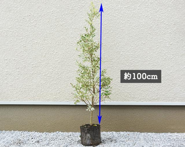 シルバープリペット 5本 約100cm 人気 プリペット おしゃれ 鉢植え 植木 苗 苗木 シンボルツリー 目隠し 庭木 ガーデニング エクステリの通販はau Pay マーケット 樹緑 Kimidori