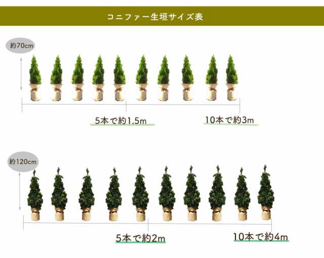 コニファー ヨーロッパゴールド 1cm 約cmポット 10本セット 苗 生垣 フェンス 目隠し 隣家 ガーデン 植木 種類 鉢植え 庭木 シンボルの通販はau Pay マーケット 樹緑 Kimidori