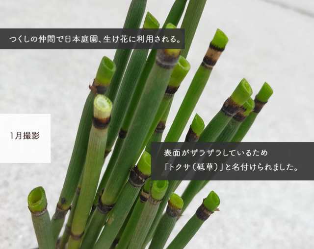 トクサ 5個セット 10 5cmポット 観葉植物 和風 日本庭園 鉢植え 盆栽 生け花 かっこいい 男前 インテリア シダ植物 つくし 茎 樹高約cmの通販はau Pay マーケット 樹緑 Kimidori