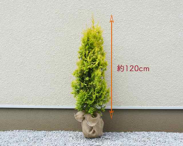 コニファー ヨーロッパゴールド 4本 セット 約1cm 約センチポット シンボルツリー 横浜の植木 目隠し 植木 庭木 新築 生垣 フェンスの通販はau Pay マーケット 樹緑 Kimidori