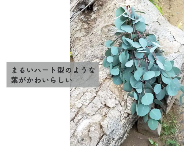 ユーカリ ポポラス 70 90cm 鉢植え 観葉植物 人気 おしゃれ 花 植木 苗 苗木 シンボルツリー 目隠し 庭木 ガーデニング エクステリア 新の通販はau Pay マーケット 樹緑 Kimidori