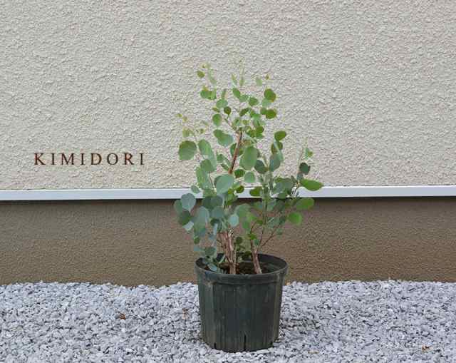 ユーカリ ポポラス 70 90cm 鉢植え 観葉植物 人気 おしゃれ 花 植木 苗 苗木 シンボルツリー 目隠し 庭木 ガーデニング エクステリア 新の通販はau Pay マーケット 樹緑 Kimidori