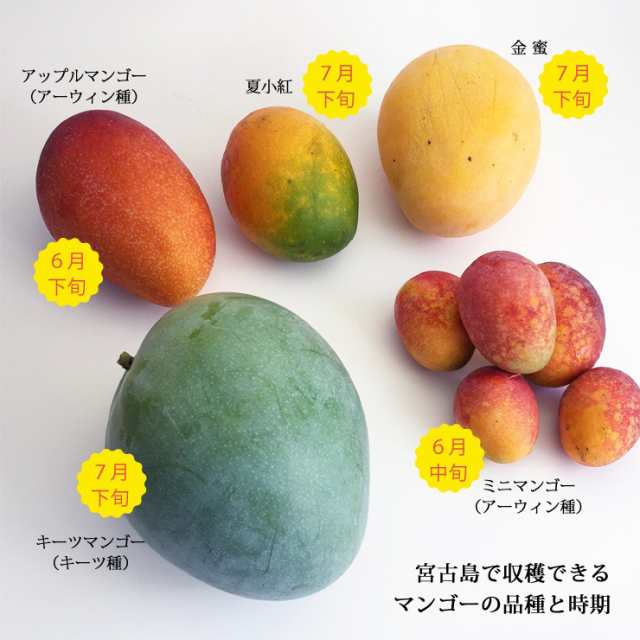 キーツマンゴー1.5kg（2玉）沖縄 宮古島産 マンゴーの収穫量日本一の