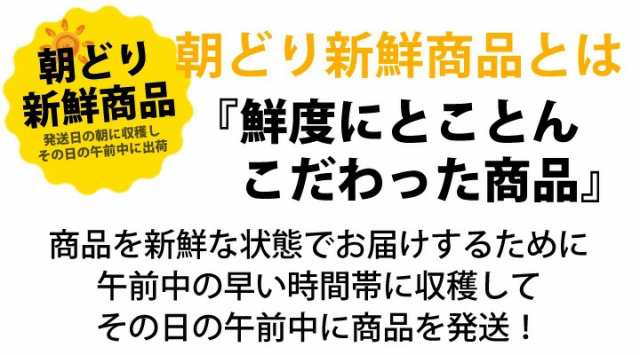 朝獲れ新鮮 生海ぶどう (500g) (茎なし) 送料無料 沖縄 宮古島産 居酒屋 小料理 おつまみにの通販はau PAY マーケット - ３８５じま  au PAY マーケット店