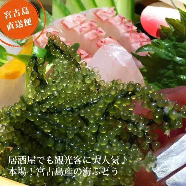 朝獲れ新鮮 生海ぶどう (500g) (茎なし) 送料無料 沖縄 宮古島産 居酒屋 小料理 おつまみにの通販はau PAY マーケット - ３８５じま  au PAY マーケット店