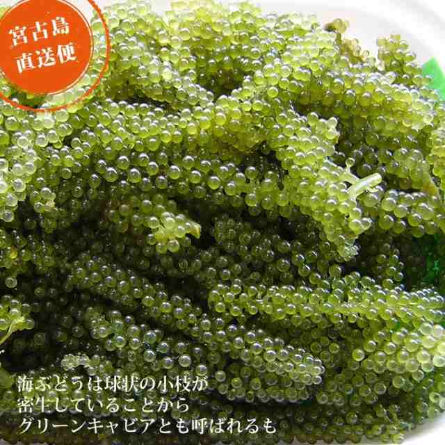 朝獲れ新鮮 生海ぶどう (500g) (茎なし) 送料無料 沖縄 宮古島産 居酒屋 小料理 おつまみにの通販はau PAY マーケット - ３８５じま  au PAY マーケット店