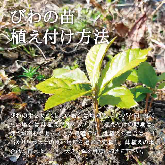 びわ苗 / 根の比較研究 • 素材 / 直根性の根 育成 2苗 ⭕️ - 植物