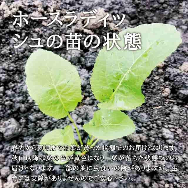 山わさび の苗5本 - 野菜