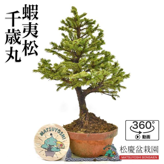 盆栽 蝦夷松 千歳丸 ちとせまる エゾ松 中品盆栽 Bonsai 販売の通販はau Pay マーケット 松慶盆栽園
