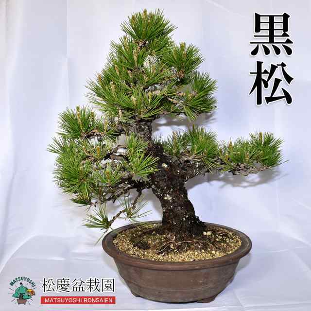 初売り】盆栽 松 超お買い得品！ 黒松 大品盆栽【数量物 樹形お任せ】 松 bonsai 販売の通販はau PAY マーケット - 松慶盆栽園