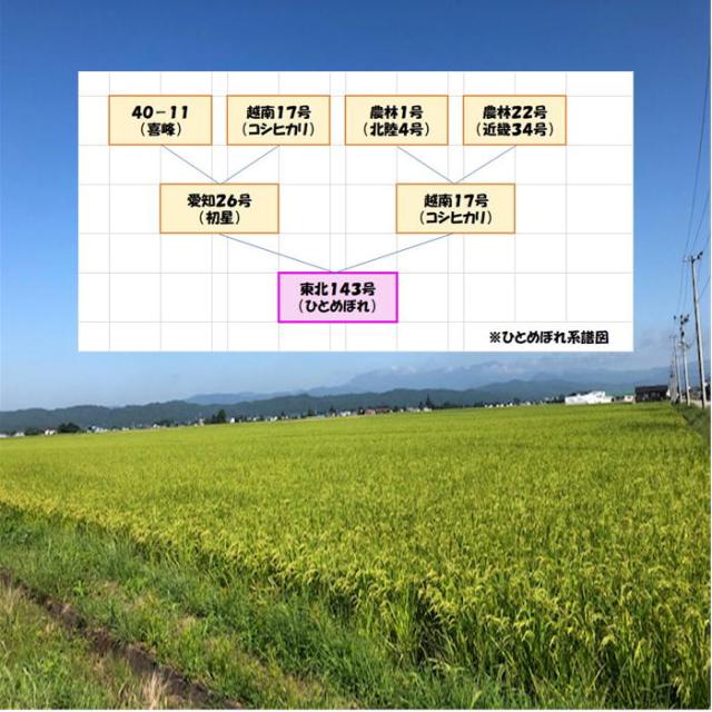令和７年産 会津 ひとめぼれ 白米 5kg×５袋 計25kg 米 お米 安い 一部地域を除き 送料無料 送料込み ２５キロ 米販売店購入不可_5