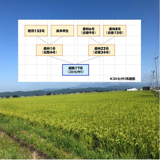 令和７年産 会津 コシヒカリ 玄米 25kg 玄米 精米 選択可 米 お米 小分け 一部地域を除き 送料込み 送料無料 白米 【米販売店お断り 一般ご家庭専用】_6