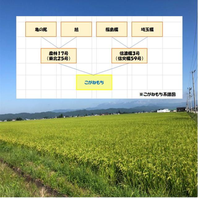 令和７年産 会津 こがねもち 白米 5kg×５袋 計 25kg もち米 お赤飯 おこわ モチ おもち もちごめ 送料無料 送料込み 買占めお断り_5