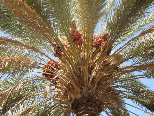 オーガニック　デーツ　マジョール種　1.5kg／150gパックが10袋入り ＪＡＳ 有機認証（OGマジョール×10P）ドライフルーツ 送料無料