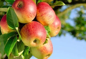 国産ドライりんご くし形切り 半生タイプ 10kg／1kgパックが10袋入り