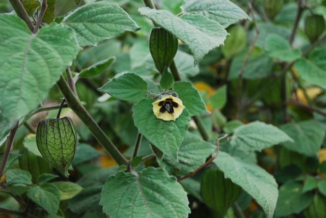 無添加インカベリー 10kg／5kgパックが2袋入（インカベリー5kg×2P）