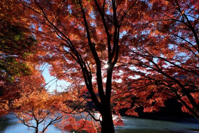 SONY FE 16mmF1.8 G SEL16F18G【JAN:4548736170100】_15