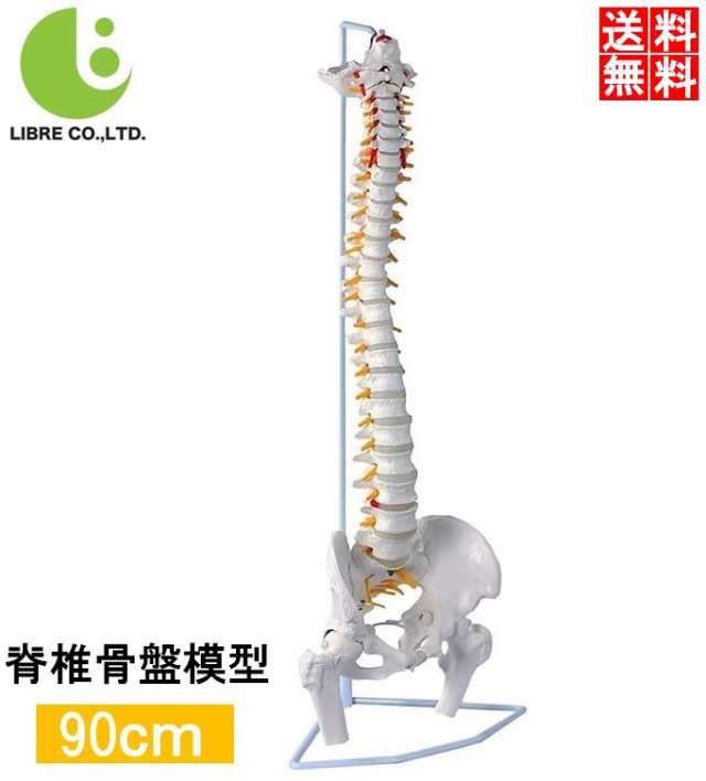 人体模型 骨 等身大 脊椎 模型 実物大 90センチ 脊髄骨盤模型 股関節