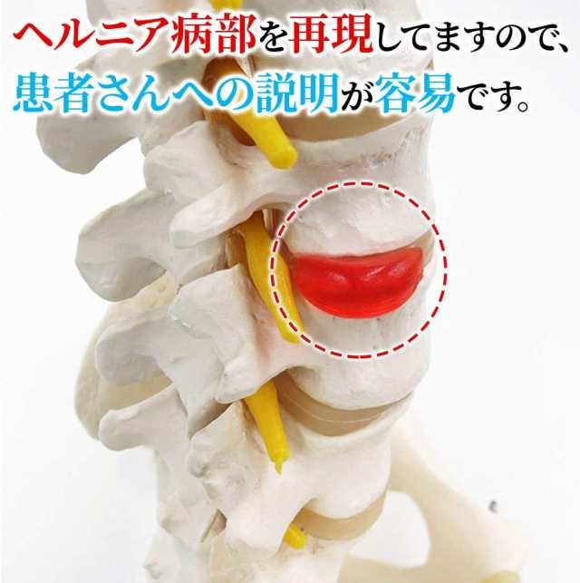 人体模型 骨 等身大 脊椎 模型 実物大 90センチ 脊髄骨盤模型 股関節