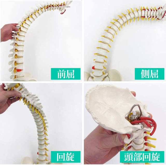 人体模型 骨 等身大 脊椎 模型 実物大 90センチ 脊髄骨盤模型 股関節