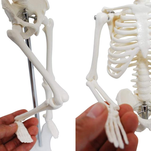 人体模型 人体骨格模型 骨格標本 45cm 1/4 モデル ホワイト 台座 可動