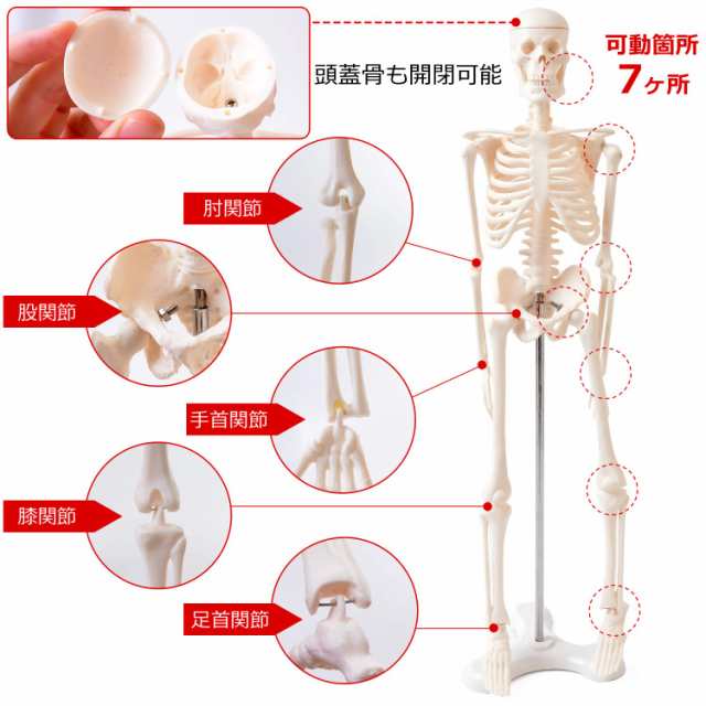 人体骨格模型 45cm 1/4 堅く スケール