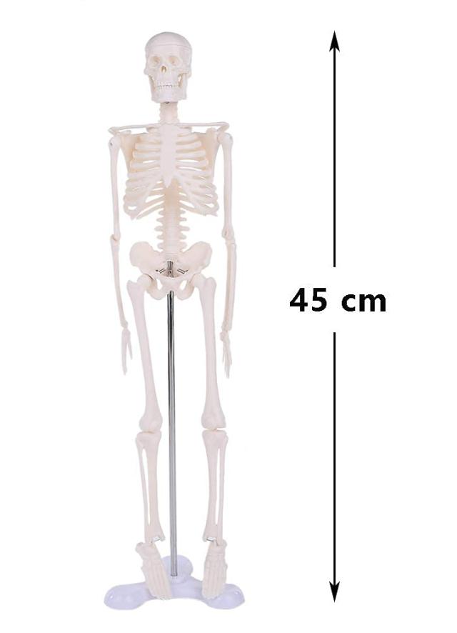 人体模型 人体骨格模型 骨格標本 45cm 1/4 モデル ホワイト 台座 可動
