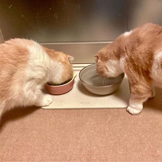 トスレ ペット専用 珪藻土 水飲み 吸水 マット レギュラー 犬 ネコ トレイ 北海道稚内珪藻土 水切り トレー アスベストなし おしゃれ 小型 中型 猫 いぬ グッズ 給水器 ウォーター スタンド 水飲み器 受け皿 乾燥 湿気取り 食器 留守番 皿 ボウル 日本製_9