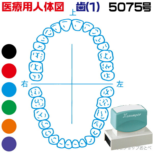 人体図 シャチハタ 医療用人体図 歯1 角型印 5075号 医療 スタンプ | ［本州送料無料］カルテ 人体図 イラスト 用 スタンプ ゴム印 問診票 整体 病院 医院 整体院 検査 レントゲン スタンプ はんこ 印鑑 ハンコ 書類 先生 医者 50×75 浸透印 文具 事務用品