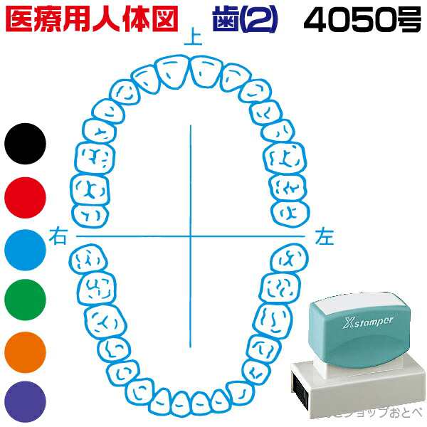 人体図 シャチハタ 医療用人体図 歯1 角型印 4050号 医療 スタンプ | ［本州送料無料］カルテ 人体図 イラスト 用 スタンプ ゴム印 問診票 整体 病院 医院 整体院 検査 レントゲン スタンプ はんこ 印鑑 ハンコ 書類 先生 医者 40×50 浸透印 文具 事務用品の通販は 6,770円