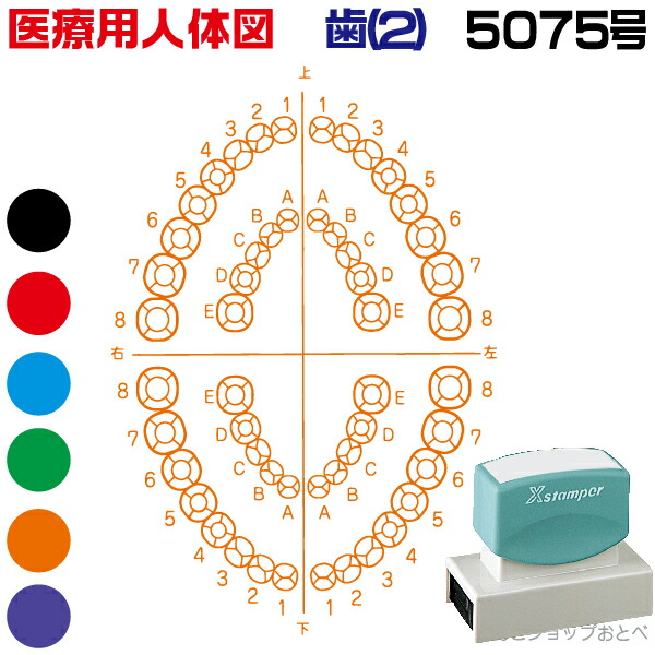 人体図 シャチハタ 医療用人体図 歯2 角型印 5075号 医療 スタンプ | ［本州送料無料］カルテ 人体図 イラスト 用 スタンプ ゴム印 問診票 整体 病院 医院 整体院 検査 レントゲン スタンプ はんこ 印鑑 ハンコ 書類 先生 医者 50×75 浸透印 文具 事務用品