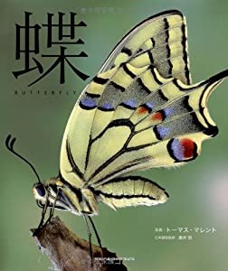 蝶(中古品)