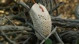 Finalmouse Ultralight 2 - Cape Town ゲーミングマウス（中古品）の通販は