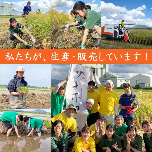 米 お米 あきたこまち 精米 25kg (5kg×5袋) 秋田県産 白米 令和7年産 送料無料 / 選べるプレゼント付き aks25