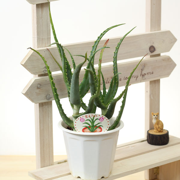 アロエ 食用 無農薬 別名 医者いらず 5号 プラ鉢 多肉植物の通販はau Pay マーケット はなここ