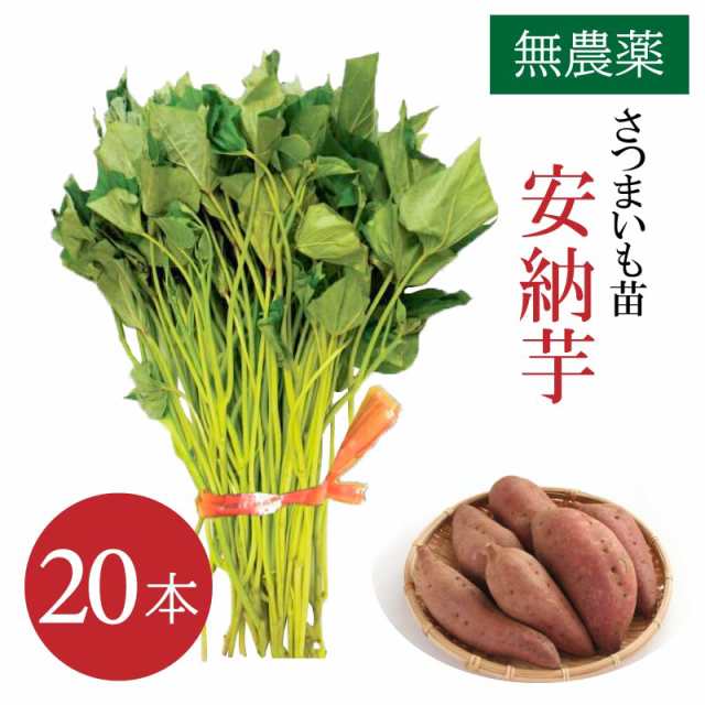 驚きの価格 【さつまいも苗】紅はるか☆ウイルスフリー 1000本 野菜