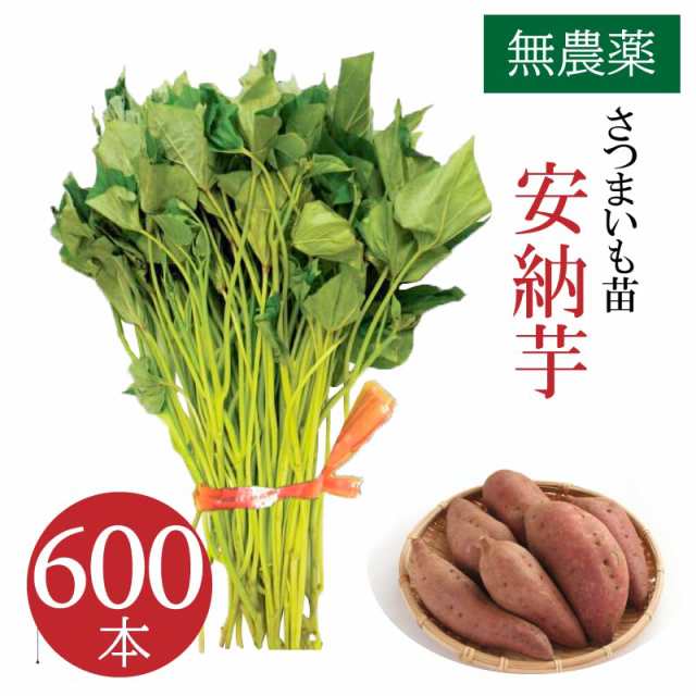 ベニはるか芋苗800本送料込みセール | www.patrimoniointeractivo.org