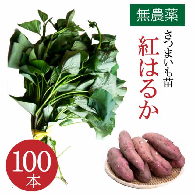 さつまいも苗【紅はるか５００本】【ウイルスフリー切り苗】 - 野菜